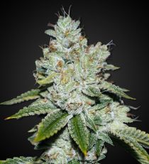 Auto Cheese Autoflower by 420 Seeds