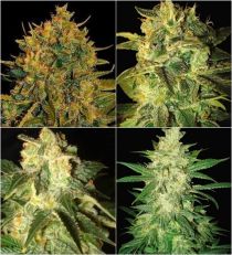 Auto Collection Feminized – W.O.S