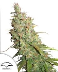Auto Desfran by Dutch Passion 