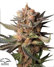 Auto Frozen Biscotti by Dutch Passion
