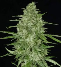 Auto Girl Scout Cookies Autoflower by 420 Seeds