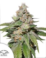 Auto Mokum's Tulip by Dutch Passion