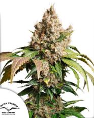 Auto Red Tropicana Cookies by Dutch Passion