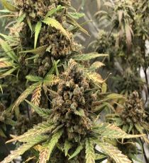 Auto Speed Bud by female Seeds 