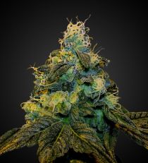 Auto Sweet Tooth Autoflower by 420 Seeds