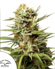 Auto White Widow Feminized by Dutch Passion Seeds