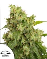 Auto Xtreme by Dutch Passion