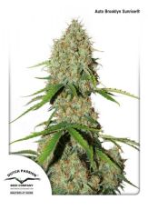 AutoBrooklyn Sunrise byDP Seeds