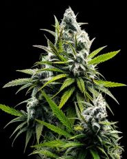 B-52 Feminized - Nirvana Seeds
