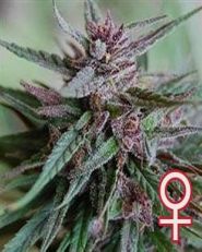 Bahia Blackhead Feminized by KC Brains