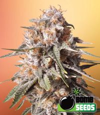 Baked Bomb Auto – Bomb Seeds