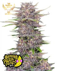 Banana Purple Punch Auto by Fast Buds
