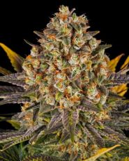 Banana Punch by Barney's Farm