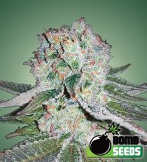 Banana Bomb Feminized – Bomb Seeds