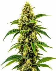 Banana Z OG Feminized by Blimburn