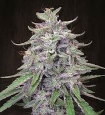 Bangi Haze Feminized by Ace Seeds 