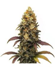 BC Diesel Feminized by Blimburn