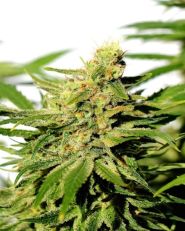 BCN Diesel CBD Feminized by Kannabia