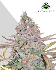 Berry Ryder autoflower