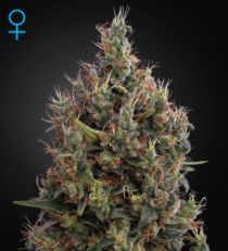 Big Bang Auto Feminized Marijuana Seeds