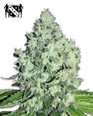 Big Bud Feminized by MSNL Seeds
