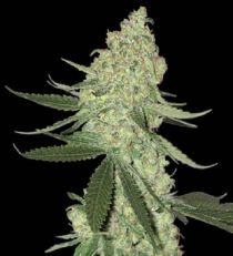 Big Stilton Auto by Bighead Seeds