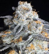 Crystal Gelato Feminized by Bighead seeds