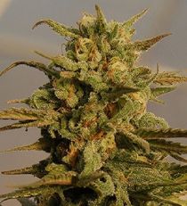 JJulie's Cookies Auto by Bighead Seeds