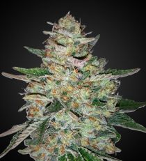 Big Bud Automatic by 420 Seeds