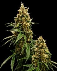 Big Bud Autoflower - Nirvana Seeds