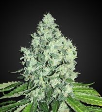 Big Bud Feminized by 420 Seeds
