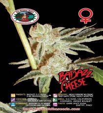 Badazz Cheese by Big Buddha Seeds 