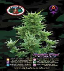 Buddha Haze Automatic by Big Buddha Seeds