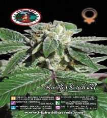 Buddha Kush O.G. by Big Buddha Seeds