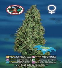 Cheesy Dick by Big Buddha Seeds 