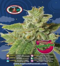 Cherry Moon Pie by Big Buddha Seeds