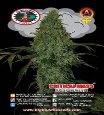 Critical Mass Automatic by Big Buddha Seeds