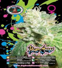 Head Cheese by Big Buddha Seeds 