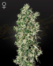Big Tooth Feminized by Green House Seeds