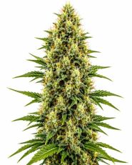 Birthday Cake Feminized by Blimburn