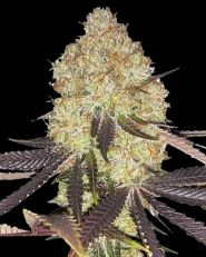Biscotti Feminized by 420 Seeds