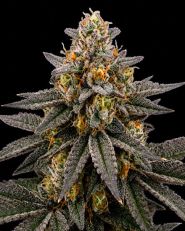 Biscotti Feminized - Nirvana Seeds
