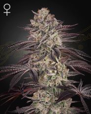 Biscotti Auto by Green House Seeds Company