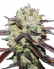 Black Domina Feminized by MSNL Seeds