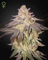 Black Toffee Autoflower by Green House Seeds