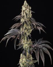 Black Cherry Gushers Feminized by Barney's Farm