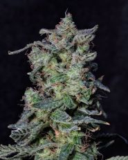 Black Cherry Punch by Growers Choice