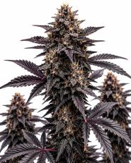 Black Runtz Feminized by Blimburn