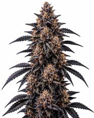 Black Sugar Feminized by Blimburn