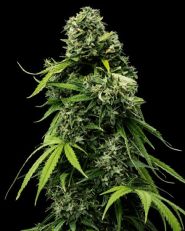 Black Widow Feminized - Nirvana Seeds